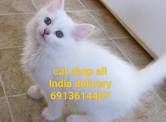 Free home delivery all India 6913614407