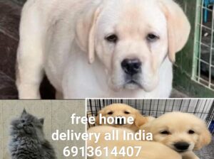 Dog shop home delivery 🚚6913614407
