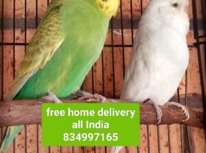 Parrot all India delivery 8349971165