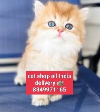 Cat shop all India delivery