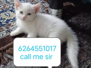 Cat6264551017