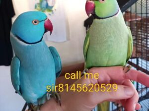 8145620529 bolane wala parrot