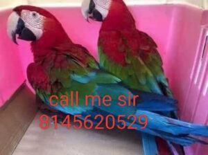 8145620529 bolane wala parrot