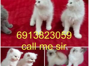 Cat shop all India delivery