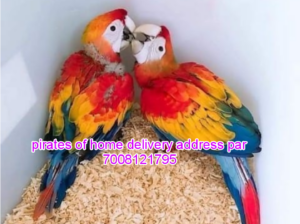 Parrot Home Delivery All India