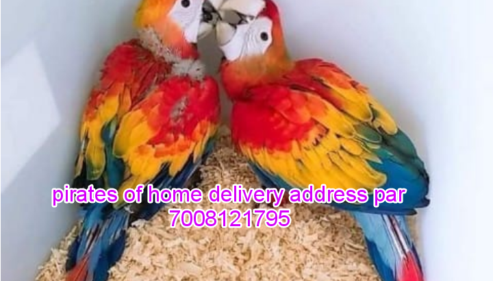 Parrot Home Delivery All India