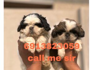 dog sale home delivery