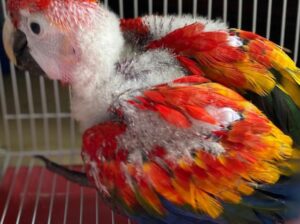 Macau parrot baby sale Home delivery 6026079113