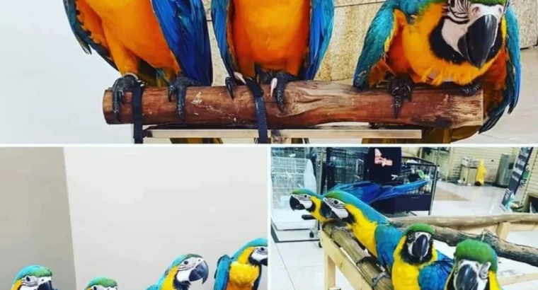 MACAW PETS SELL