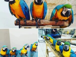 MACAW PETS ALL INDIA DILIVERY