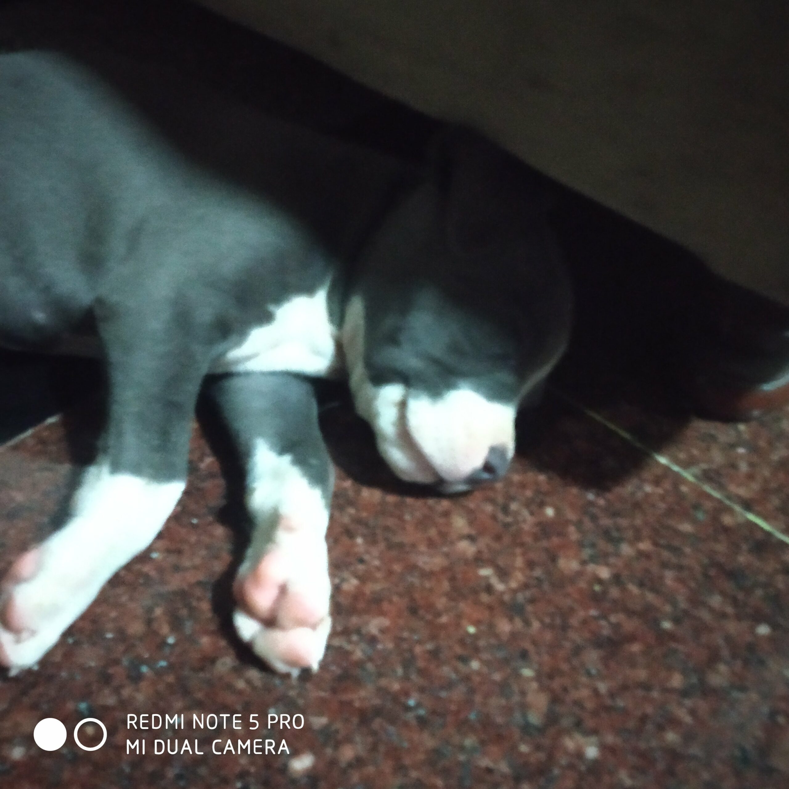 American bully puppy for sale 9653292206