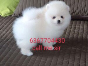 dog shop 6367704430.call me