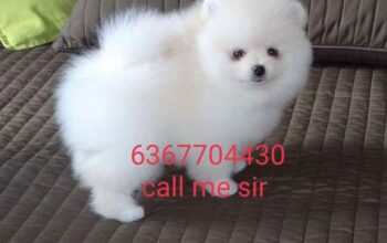 dog shop 6367704430.call me