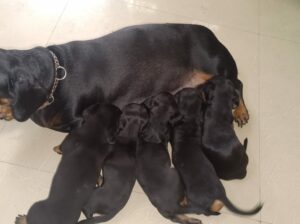 Dachshund female 2 puppies available