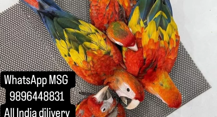 MACAW PETS SELL