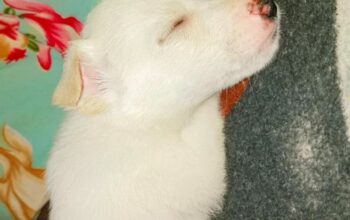 Pomeranian Puppy White