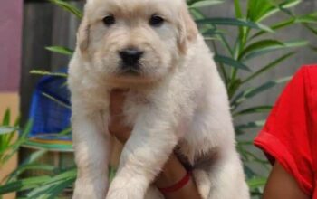 Golden retriever puppy for free adoption. Send your WhatsApp number for more details