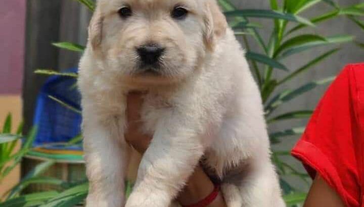 Golden retriever puppy for free adoption. Send your WhatsApp number for more details