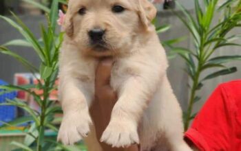 Golden retriever puppy for free adoption