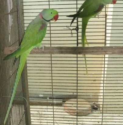Parrot shop home delivery contact number 626523313