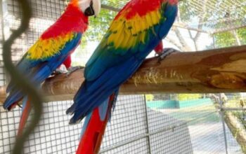 Parrot shop sale home delivery all India ghar par