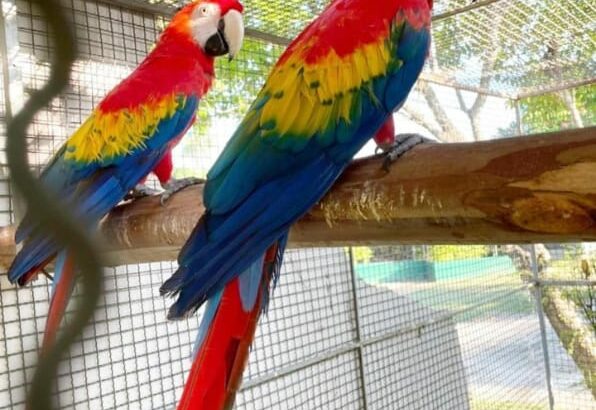 Parrot shop sale home delivery all India ghar par
