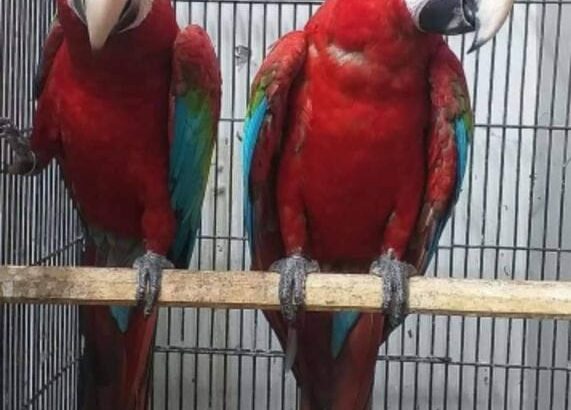 Parrot shop home delivery contct number 6265233138