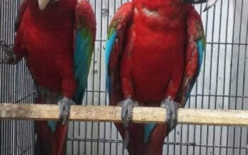 Parrot shop home delivery free