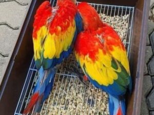 Parrot shop home delivery9399445466