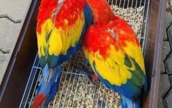 Parrot shop home delivery9399445466