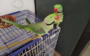 Parrot shop home delivery 9399445466