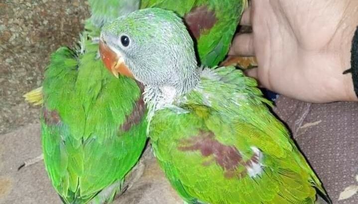 Parrot shop home delivery contact number 626523313