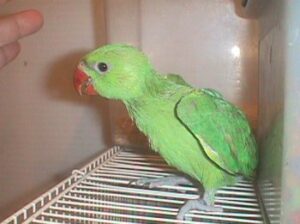 Macaw parrot shop home delivery Ghar6913823059