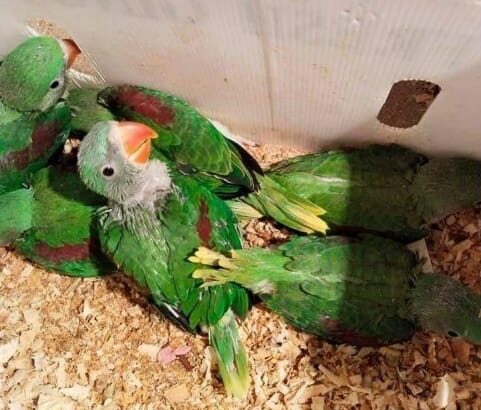 Parrot shop home delivery ghar par