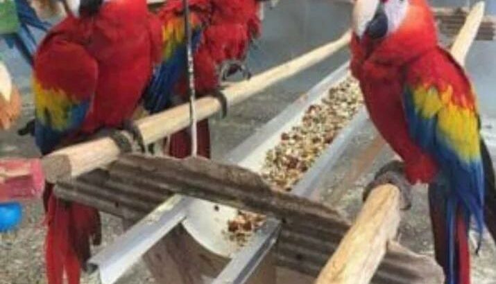 Macaw parrot shop home delivery Ghar6913823059