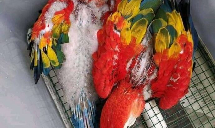 Parrot shop home delivery8052694833