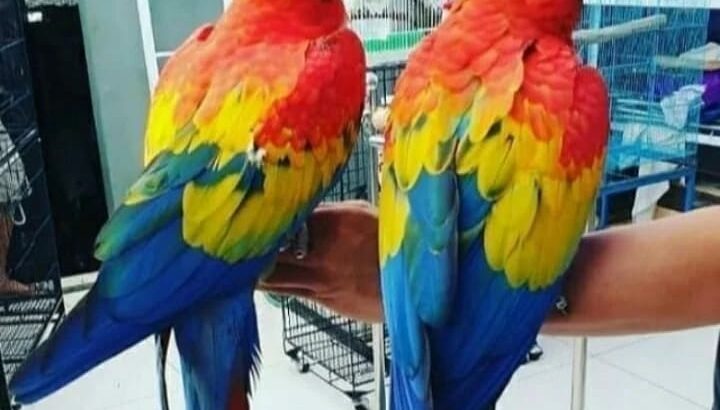 Parrot shop home delivery