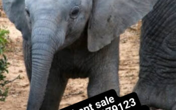 Elephant sale online delivery 🚚🚚