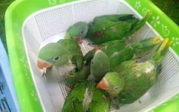 Parrot shop contact number 7477206965