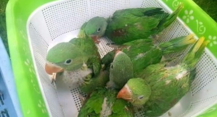Parrot shop contact number 7477206965