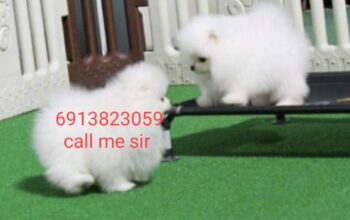 Pomeranian puppy all India delivery