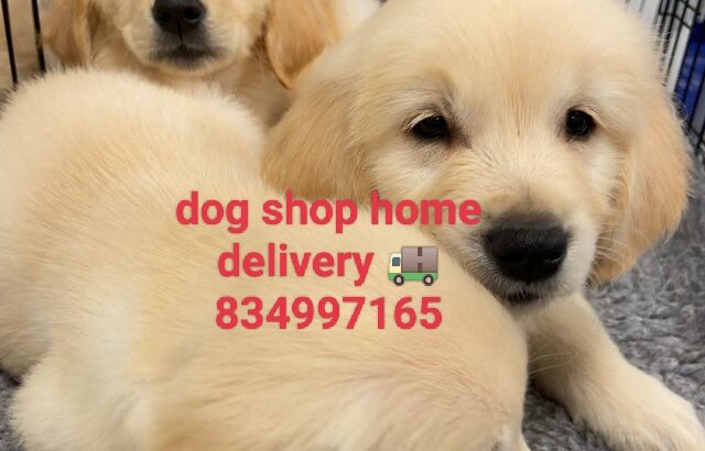Dog shop home delivery 🚚8349971165