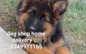 Dog shop home delivery 8349971165