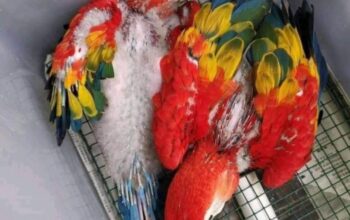 Macaw parrot all India delivery Macauparrot
