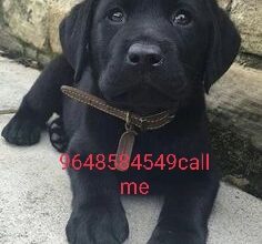 Dog sale 9648584549