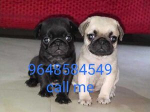 Dog sale 9648584549