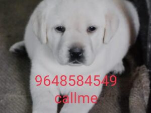 9648584549Dogs