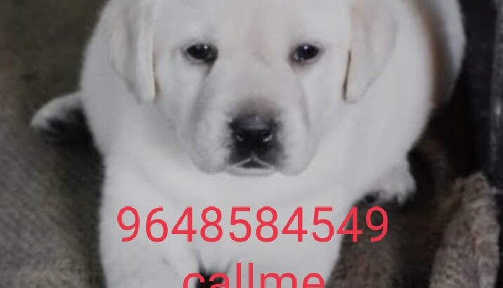 9648584549Dogs