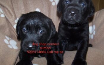 Dog shop all India delivery