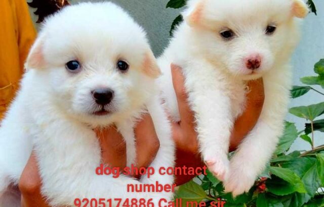 Dog shop sale home delivery all India